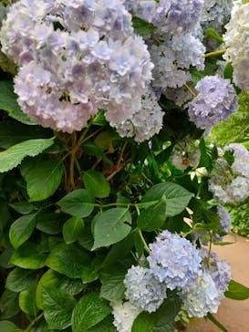 横浜イングリッシュガーデンに投稿された画像（2023/6/19）