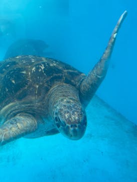 鴨川シーワールドに投稿された画像（2023/6/19）