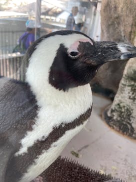 京都水族館に投稿された画像（2023/6/19）