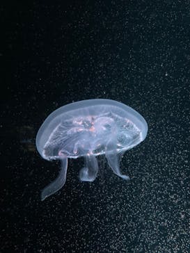 京都水族館に投稿された画像（2023/6/19）