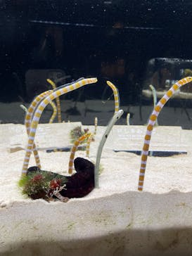 京都水族館に投稿された画像（2023/6/19）