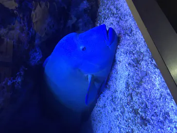 すみだ水族館に投稿された画像（2023/6/19）