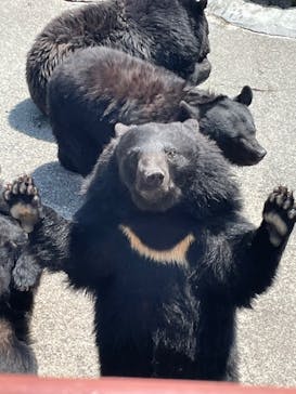 奥飛騨クマ牧場に投稿された画像（2023/6/19）