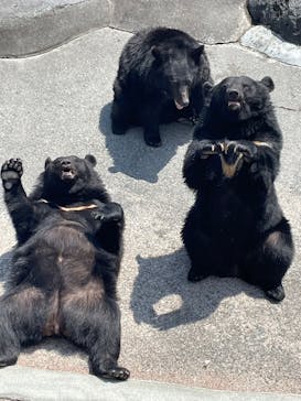 奥飛騨クマ牧場に投稿された画像（2023/6/19）