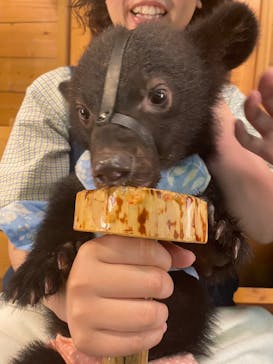 奥飛騨クマ牧場に投稿された画像（2023/6/19）