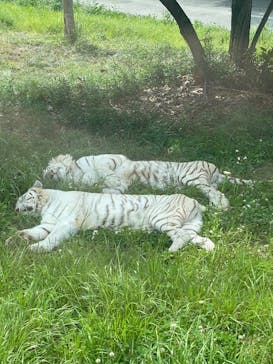 群馬サファリパークに投稿された画像（2023/6/19）