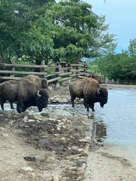 群馬サファリパークに投稿された画像（2023/6/19）
