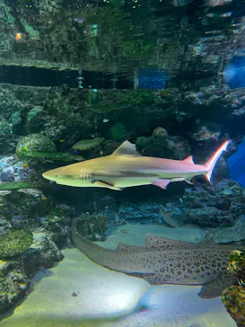 マクセル アクアパーク品川に投稿された画像（2023/6/19）