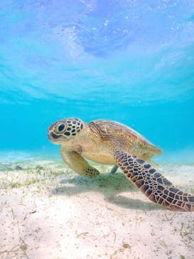 nico 宮古島に投稿された画像（2023/6/19）