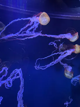 すみだ水族館に投稿された画像（2023/6/19）