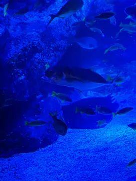 すみだ水族館に投稿された画像（2023/6/19）