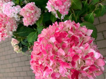 横浜イングリッシュガーデンに投稿された画像（2023/6/19）