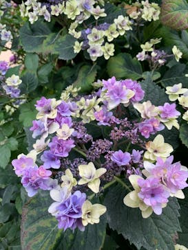 横浜イングリッシュガーデンに投稿された画像（2023/6/19）