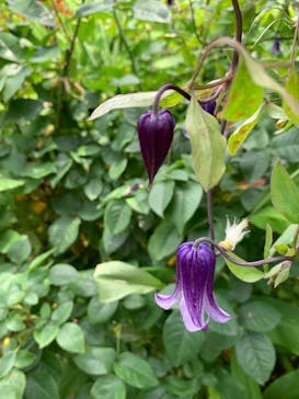 横浜イングリッシュガーデンに投稿された画像（2023/6/19）