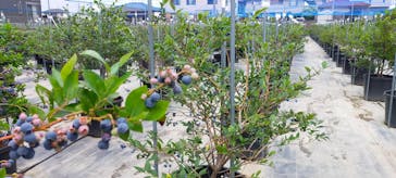 ブルーベリーガーデンやいづに投稿された画像（2023/6/19）