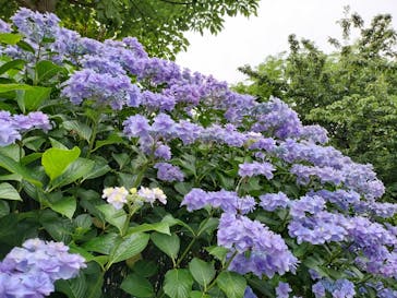 ニューヨークランプミュージアム＆フラワーガーデンに投稿された画像（2023/6/19）