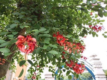 ニューヨークランプミュージアム＆フラワーガーデンに投稿された画像（2023/6/19）