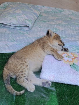 しろとり動物園に投稿された画像（2023/6/19）