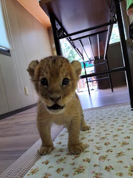しろとり動物園に投稿された画像（2023/6/19）