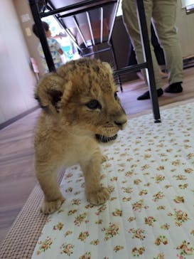 しろとり動物園に投稿された画像（2023/6/19）