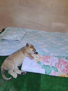 しろとり動物園に投稿された画像（2023/6/19）