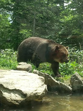 サホロリゾート　ベア･マウンテンに投稿された画像（2023/6/19）