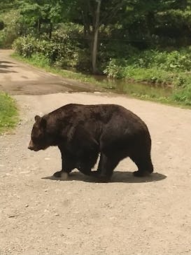 サホロリゾート　ベア･マウンテンに投稿された画像（2023/6/19）