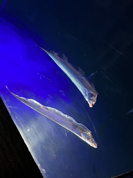 大分マリーンパレス水族館 「うみたまご」に投稿された画像（2023/6/19）