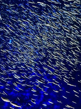 大分マリーンパレス水族館 「うみたまご」に投稿された画像（2023/6/19）