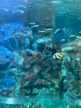 大分マリーンパレス水族館 「うみたまご」に投稿された画像（2023/6/19）