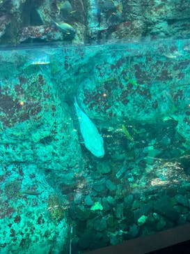 大分マリーンパレス水族館 「うみたまご」に投稿された画像（2023/6/19）