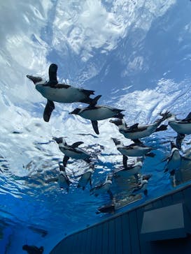 サンシャイン水族館に投稿された画像（2023/6/19）
