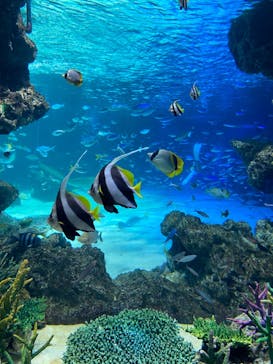 サンシャイン水族館に投稿された画像（2023/6/19）