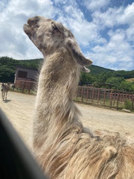 東北サファリパークに投稿された画像（2023/6/19）