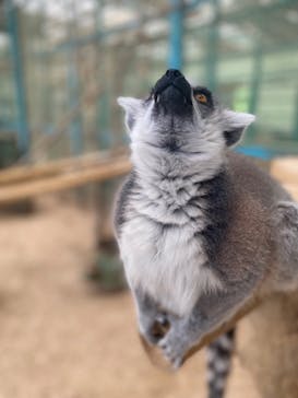 東北サファリパークに投稿された画像（2023/6/19）