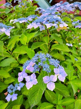 東京サマーランドに投稿された画像（2023/6/20）