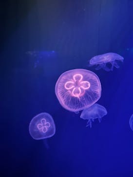 登別マリンパークニクスに投稿された画像（2023/6/20）