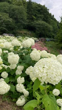 わんダフルネイチャーヴィレッジに投稿された画像（2023/6/20）