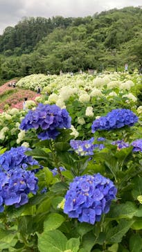 わんダフルネイチャーヴィレッジに投稿された画像（2023/6/20）