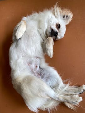 世界の名犬牧場に投稿された画像（2023/6/20）