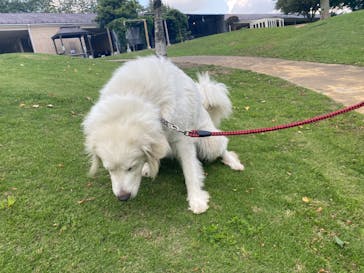 世界の名犬牧場に投稿された画像（2023/6/20）