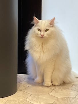 猫カフェモカ　イオンモール幕張新都心店に投稿された画像（2023/6/20）