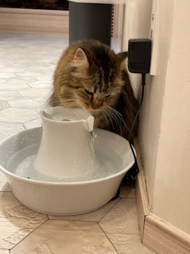 猫カフェモカ　イオンモール幕張新都心店に投稿された画像（2023/6/20）