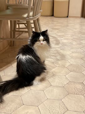 猫カフェモカ　イオンモール幕張新都心店に投稿された画像（2023/6/20）