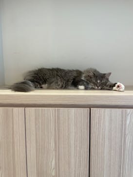 猫カフェモカ　イオンモール幕張新都心店に投稿された画像（2023/6/20）