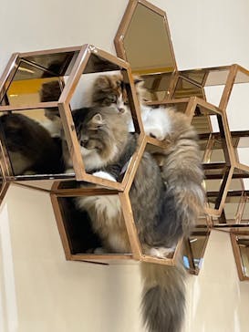 猫カフェモカ　イオンモール幕張新都心店に投稿された画像（2023/6/20）