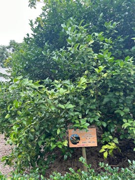 おきなわワールドに投稿された画像（2023/6/20）