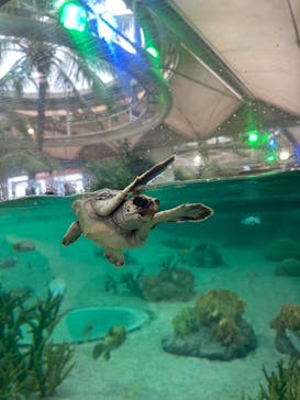 鴨川シーワールドに投稿された画像（2023/6/20）