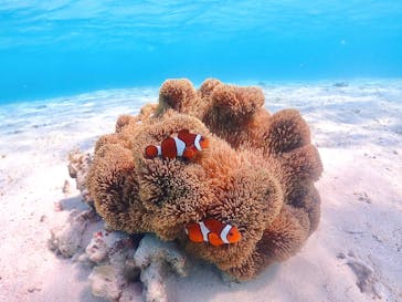 nico 宮古島に投稿された画像（2023/6/20）