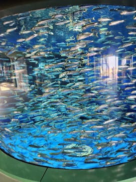 アクアワールド茨城県大洗水族館に投稿された画像（2023/6/20）
